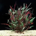 Hemigraphis repanda