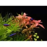 Hygrophila polysperma