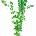 Green Pennywort