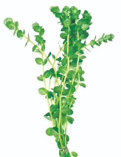 Home - Amazonia Aquarium