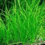 Vallisneria - Thin