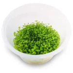 Micranthemum 'Takashi Carpet' Tissue Culture