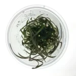 TC - Hygrophila Lancea