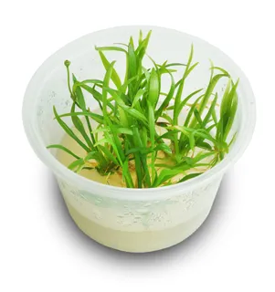 TC - Echinodorus Tenellus