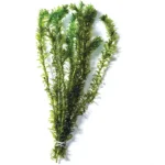 Elodea Bunch - oxygenating aquarium plant