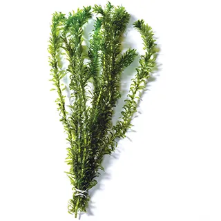 Elodea Bunch - oxygenating aquarium plant