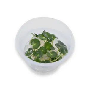 Home - Amazonia Aquarium