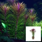 Pogostemon Stellata Fine Leaf