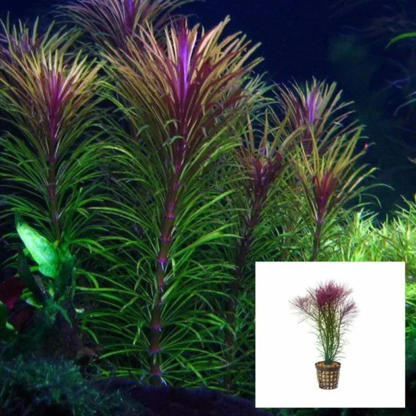 Pogostemon Stellata Fine Leaf