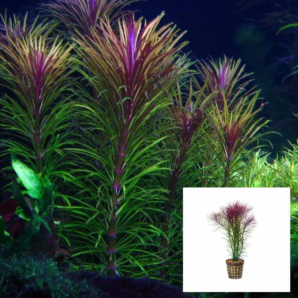 Live-Plant-Pogostemon-Stellata-Pot Pogostemon Stellata Fine Leaf - Image 1