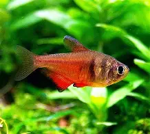 Flame Tetra