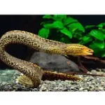 Freshwater Tiger Moray Eel (Gymnothorax spp.)