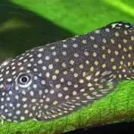 Borneo Sucker