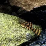 L397 Pleco (Alenquer Tiger Pleco) Adults 7-8cm