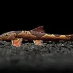 Red Lizard Loach