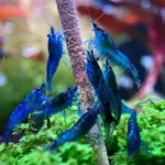 Blue Dream Shrimp (Neocaridina davidi ‘Blue Dream’)