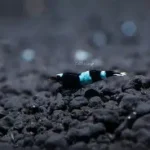 Shadow Panda Shrimp