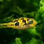 Pea Puffer (Carinotetraodon travancoricus)