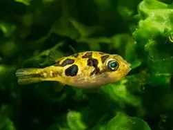 Pea Puffer (Carinotetraodon travancoricus)
