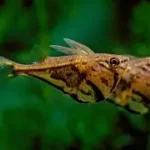 Hatchetfish