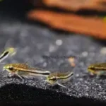Pygmy Cory (Corydoras pygmaeus)