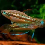 Sparkling Gourami
