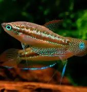 Sparkling Gourami