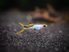Silverado Endler’s Livebearers