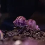 Purple Mystery Snail Large