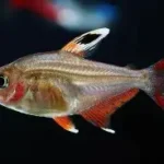 White-Fin Ornate Tetra