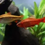 Cherry Barb