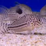 False Julii Cory