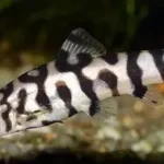 Pakistan Loach