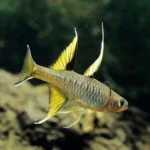 Pseudomugil signifer