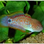 Peacock Gudgeon