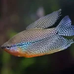 Pearl Gourami