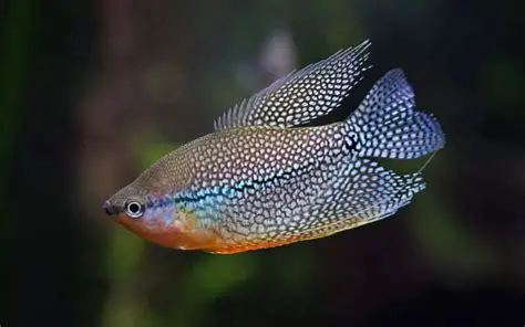 Pearl Gourami