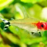 Rummy Nose Tetra