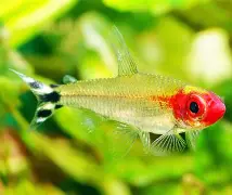 Rummy Nose Tetra