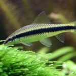 Siamese Algae Eater