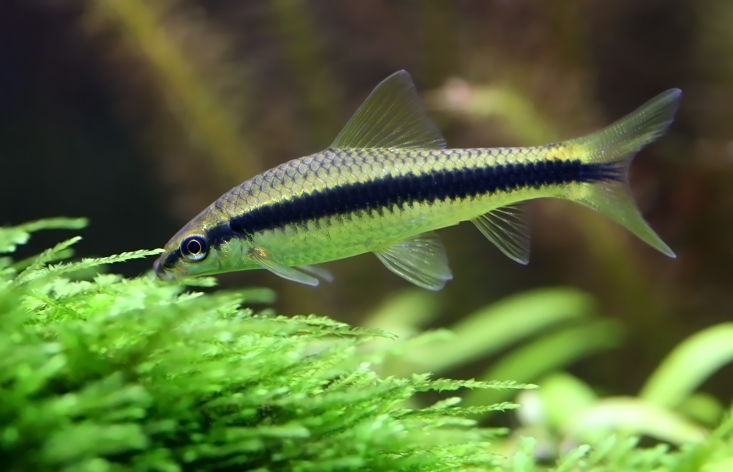 Siamese,Algae,Eater,In,Planted,Aquarium Siamese Algae Eater - Image 1