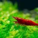 Bloody Mary Shrimp (Neocaridina davidi)