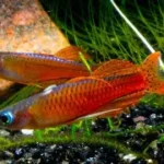 Pseudomugil luminatus