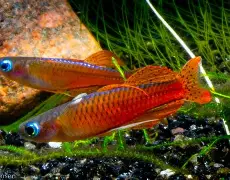 Pseudomugil luminatus