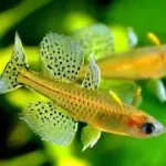 Pseudomugil gertrudae – Gertrudae Blue-eye Rainbowfish