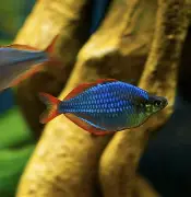 Neon Blue Rainbowfish