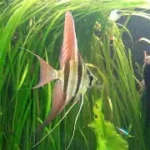 Altum Angel - majestic freshwater angelfish