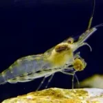 Glass Shrimp