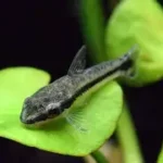 Otocinclus