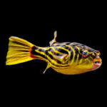 Fahaka Puffer